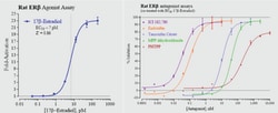 Cayman Chemical&nbsp;Rat Estrogen Receptor Beta Reporter Assay System, 96 Well
