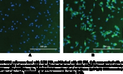 Cayman Chemical&nbsp;TrnsfRrIn RECPTR ProteIn 100ug