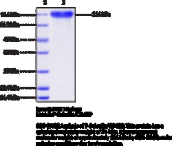 Cayman Chemical&nbsp;P-SelectInCD62Pmousereco 100ug