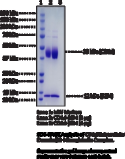 Cayman Chemical&nbsp;CD1d EXrAClular DomaIn2 100ug
