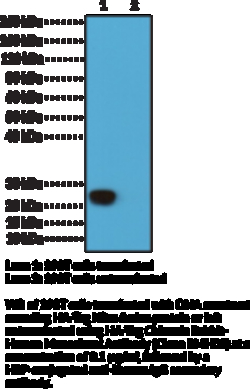 Cayman Chemical&nbsp;HATag ChImRIc RabbItHumn 100ug