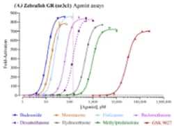 Cayman Chemical&nbsp;ZebrafIsh GlucocortIcoId Rece