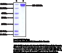 Cayman Chemical&nbsp;LSelectInCD62L EXrAClula 100ug