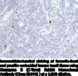Cayman Chemical&nbsp;Grnzyme BCTerm RabbIt Mo 100uL