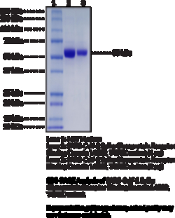 Cayman Chemical SARSCoV2 SpIke GlycoproteIn