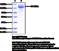 Cayman Chemical ScavengR RECPTR B2CD36 Ex