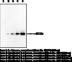 Cayman Chemical&nbsp;CItrulInated InTRleukIn6 P 1mL