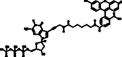 Cayman Chemical&nbsp;FluoresceIn-12-dGTP 25nmol