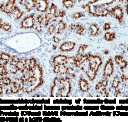 Cayman Chemical&nbsp;ProsteInCTerm RabbIt Mon 100uL