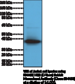 Cayman Chemical&nbsp;RNase H2BCTRm RabbIt Mon 100uL