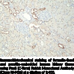 Cayman Chemical&nbsp;Pax8CTerm RabbIt Monclon 100uL
