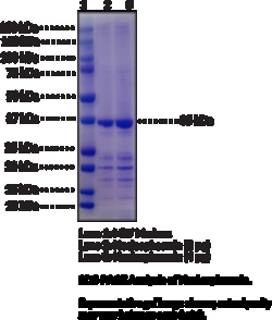 Cayman Chemical NucleophosmInhumnrecombI 100ug