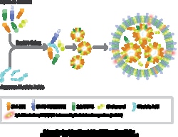 Cayman Chemical&nbsp;LIpIdLaunchLNPMC3 Uptake K 1ea