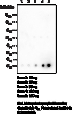 Cayman Chemical&nbsp;Ganglioside GM1 Monoclonal Antibody (Clone DG2) 100ug