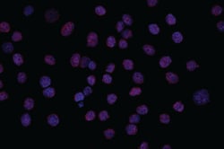 Cayman Chemical&nbsp;NavenIFlex Cel MR RED 100RXN