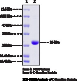 Cayman Chemical C-ReactIve ProteInhumnre 200ug