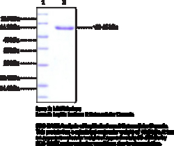 Cayman Chemical LayIlIn Isoform 2 EXrAClul
