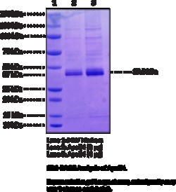 Cayman Chemical&nbsp;ApoE4humnrecombInt 100ug