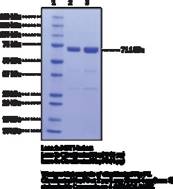Cayman Chemical&nbsp;CItrulInATd Hsp70humn re 100ug