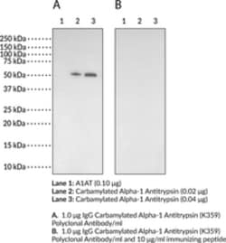 Cayman Chemical Carbmylatd Alph1 ntItryp 500uL