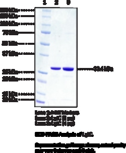 Cayman Chemical LIpopolysaccharIde a14gal 5U