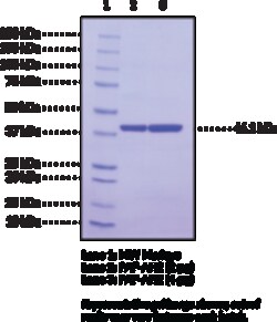 Cayman Chemical PAF Acetylhydrolase 2humn100ug