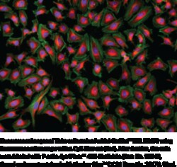 Cayman Chemical&nbsp;MItoLIteNIR FX690 500test