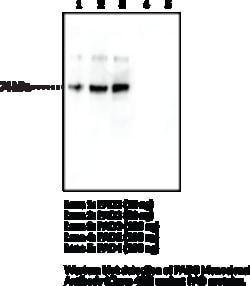 Cayman Chemical&nbsp;PAD3 MoncLNal ANTIBDYClo 100ug