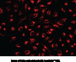 Cayman Chemical&nbsp;LysoBrIteNIR 500test