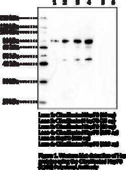 Cayman Chemical&nbsp;CItrulInated Hsp70R155 Po 1ea
