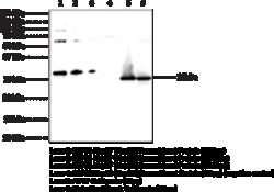 Cayman Chemical Hsp27HspB1 PolycLNal ntI 300ug