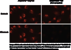 Cayman Chemical LysoBrIteDeep Red 500test