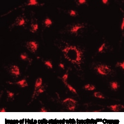 Cayman Chemical&nbsp;LysoBrIteOrnge 500test