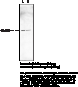 Cayman Chemical&nbsp;ATG5 MoncLNal ANTIBDYClo 100ug