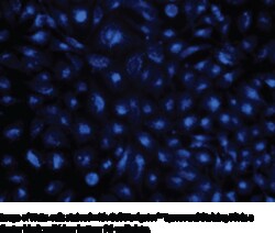 Cayman Chemical&nbsp;LysoBrIteBlue 500test