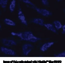 Cayman Chemical&nbsp;MItoLIteBlue FX490 500test