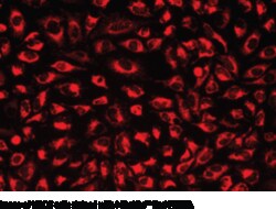 Cayman Chemical&nbsp;MItoLIteRed FX600 500test