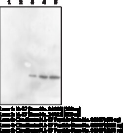 Cayman Chemical CItrulInated l37 MoncLNa 300ug