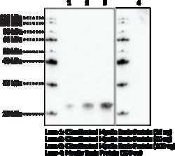 Cayman Chemical CItrulntd Myeln BasIc Pr 500uL