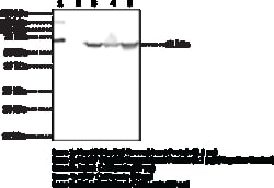 Cayman Chemical&nbsp;Hsp60HspD1 PolycLNal ntI 100ug