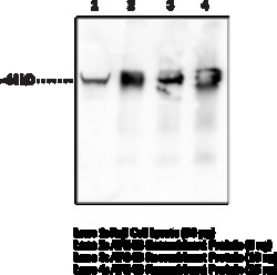 Cayman Chemical&nbsp;ATG4B MoncLNal ANTIBDYCl 100ug