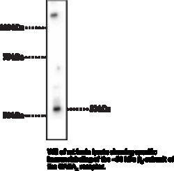 Cayman Chemical GABAA RECPTR 3 SubunIt Pol