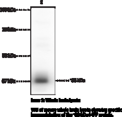 Cayman Chemical MItochondrIal FIsIon Factr