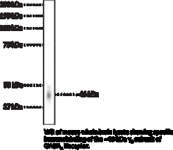 Cayman Chemical&nbsp;GABAA RECPTR 2 SubunIt Pol