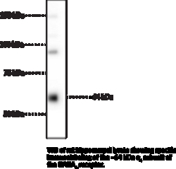Cayman Chemical&nbsp;GABAA RECPTR a4 SubunIt Pol