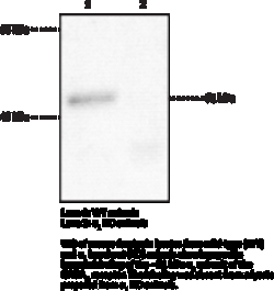 Cayman Chemical GABAA RECPTR a1 SubunIt Pol