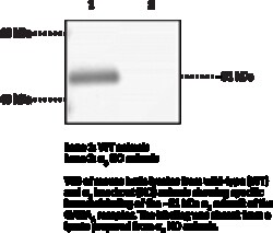 Cayman Chemical&nbsp;GABAA RECPTR a3 SubunItN 100uL