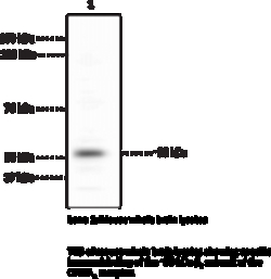 Cayman Chemical GABAA RECPTR 1 SubunIt Pol