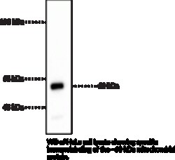 Cayman Chemical&nbsp;MItochondrIa MoncLNal ntIb