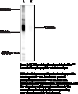 Cayman Chemical&nbsp;KCC2PhosphoSR940 Polyclo 100uL